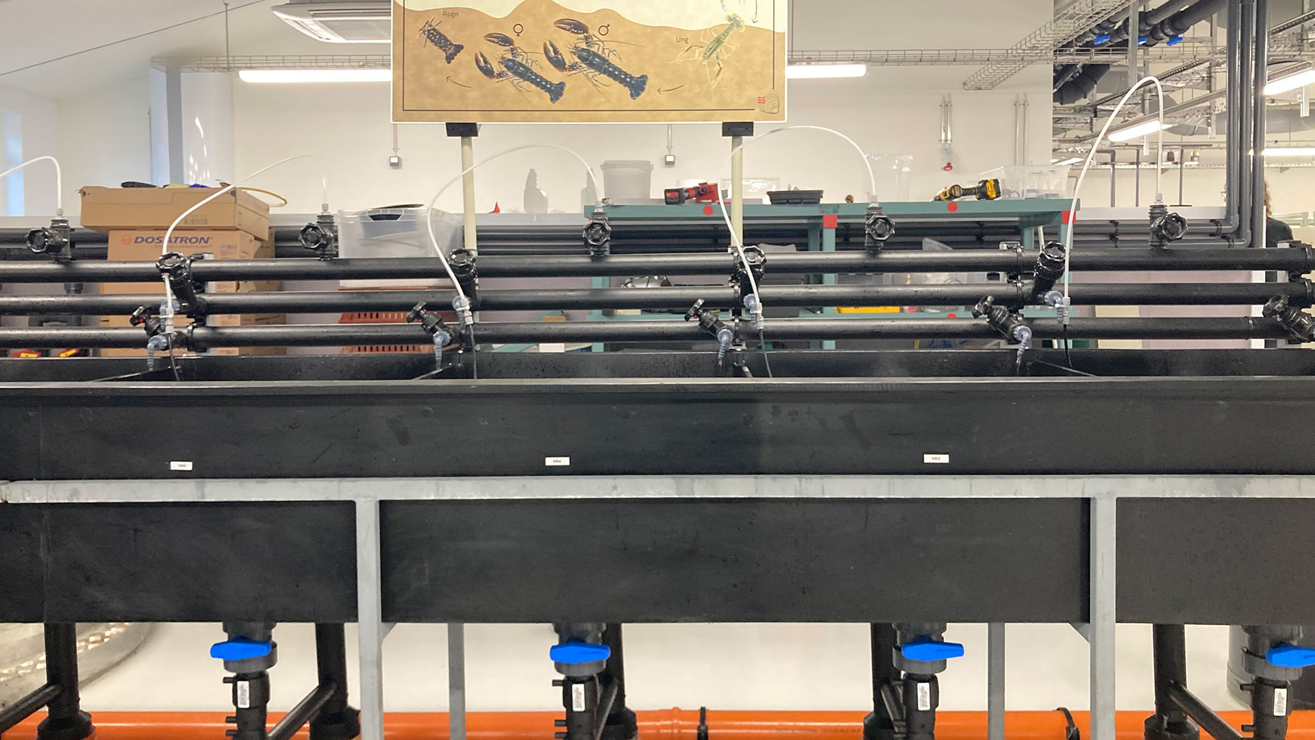 Lobster tanks