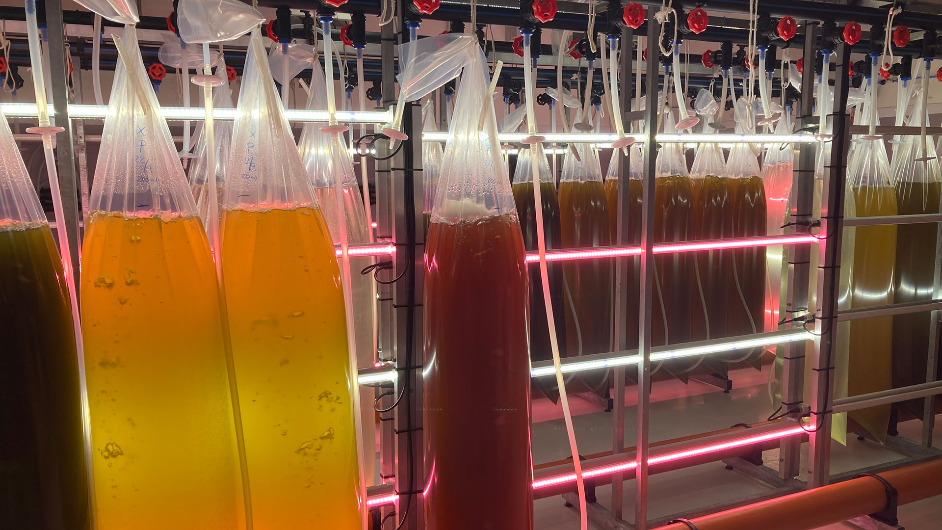 Different strains of microalgae cultivated in 50L bags