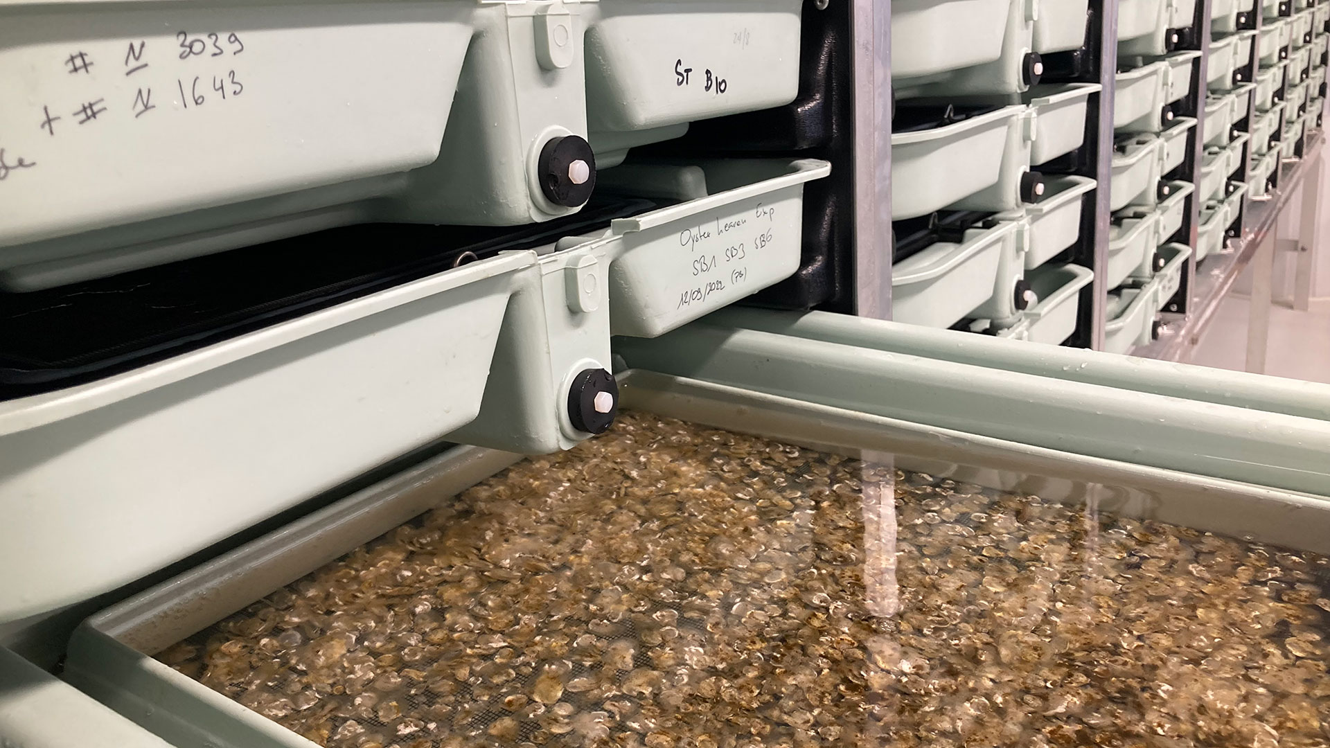 Flat oyster spats