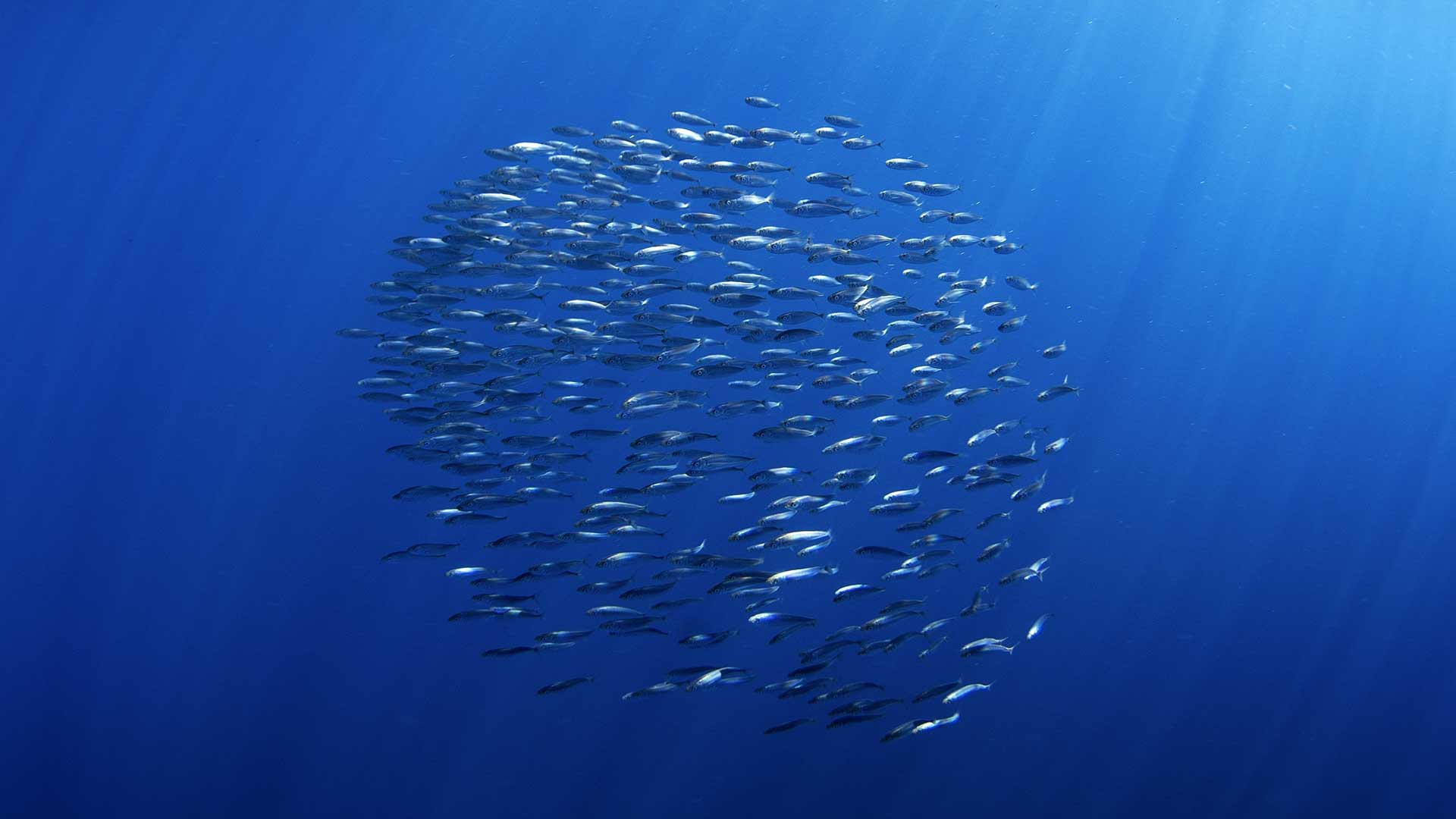 School of sardines