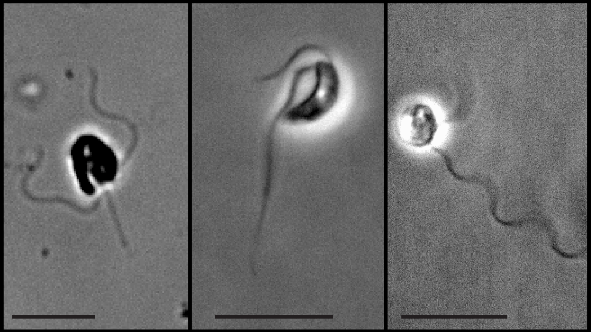 Flagellates ©Federica Miano Flagellates