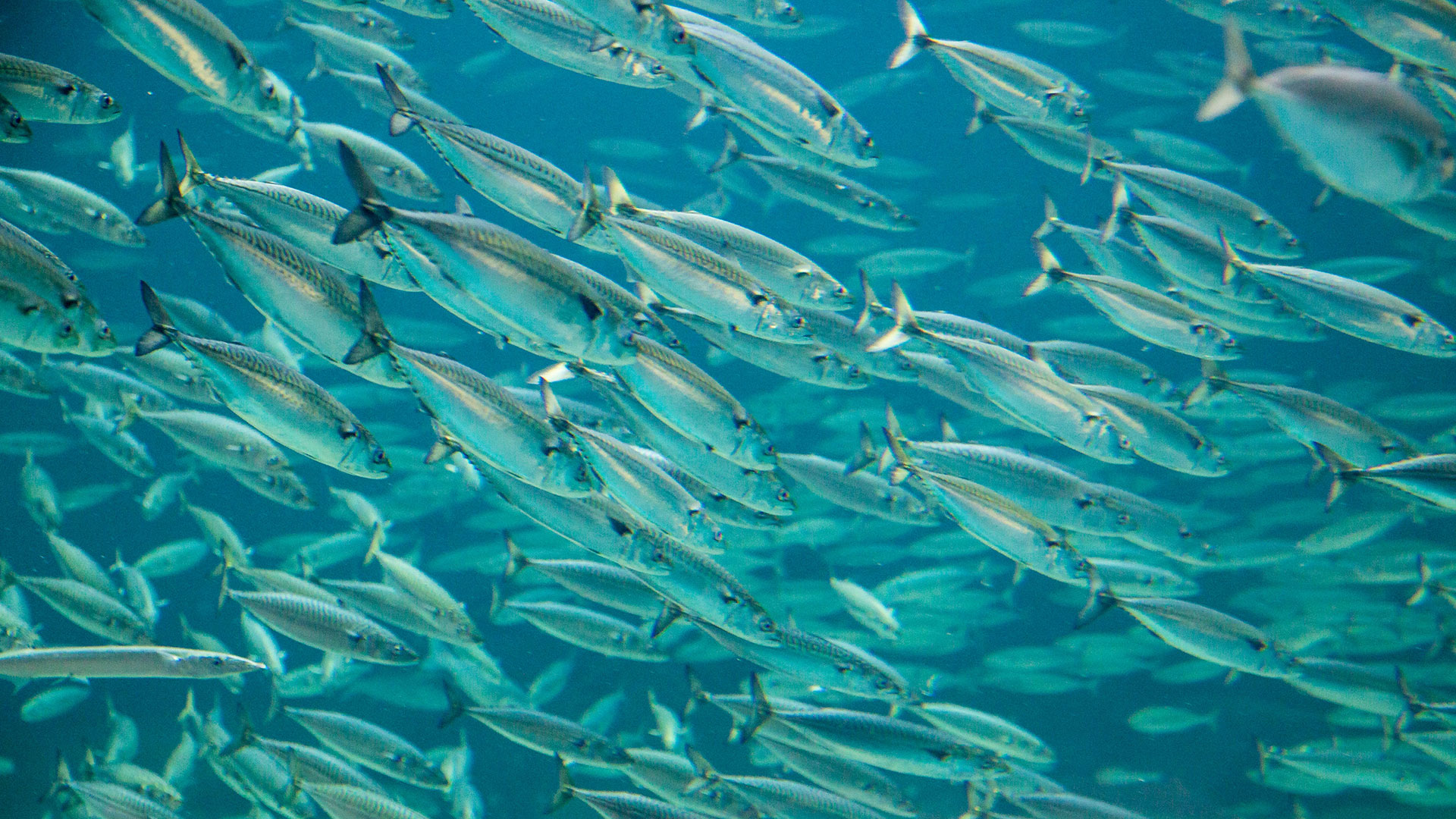 Mackerel shoal ©Sune Riis Sørensen Mackerel shoal