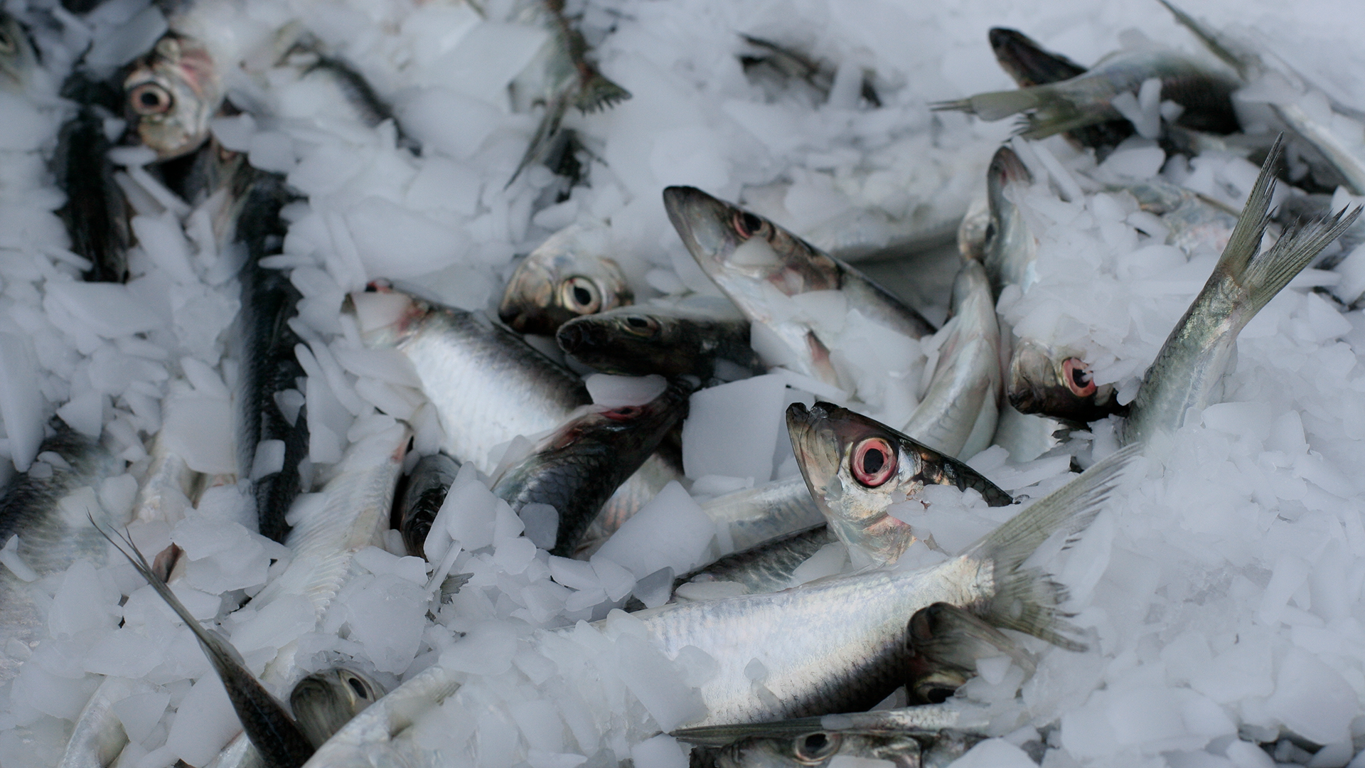 Herring on ice