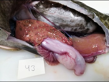 Cod liver with many worms. Source: Ryberg et al., 2020, Conservation Physiology