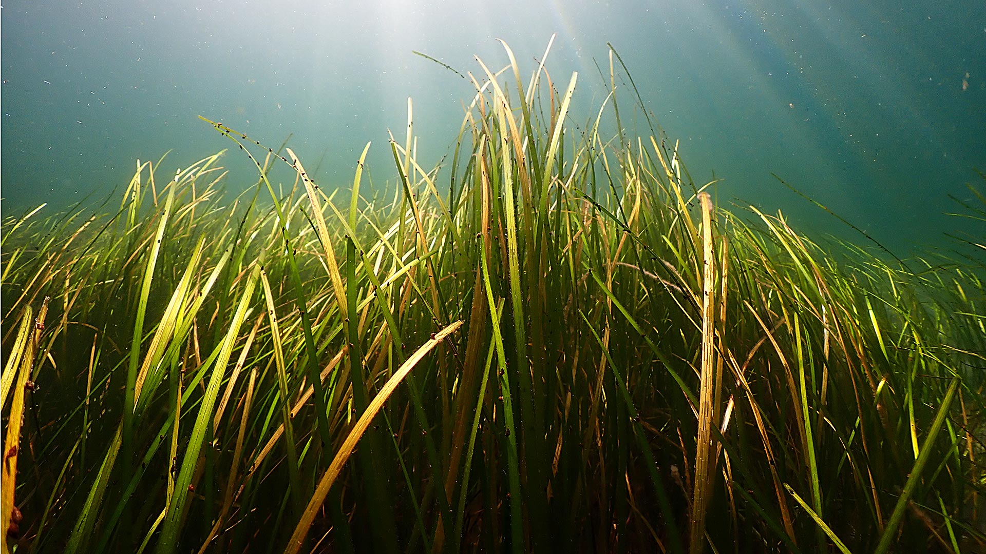 Eelgrass by Mikael van Deurs