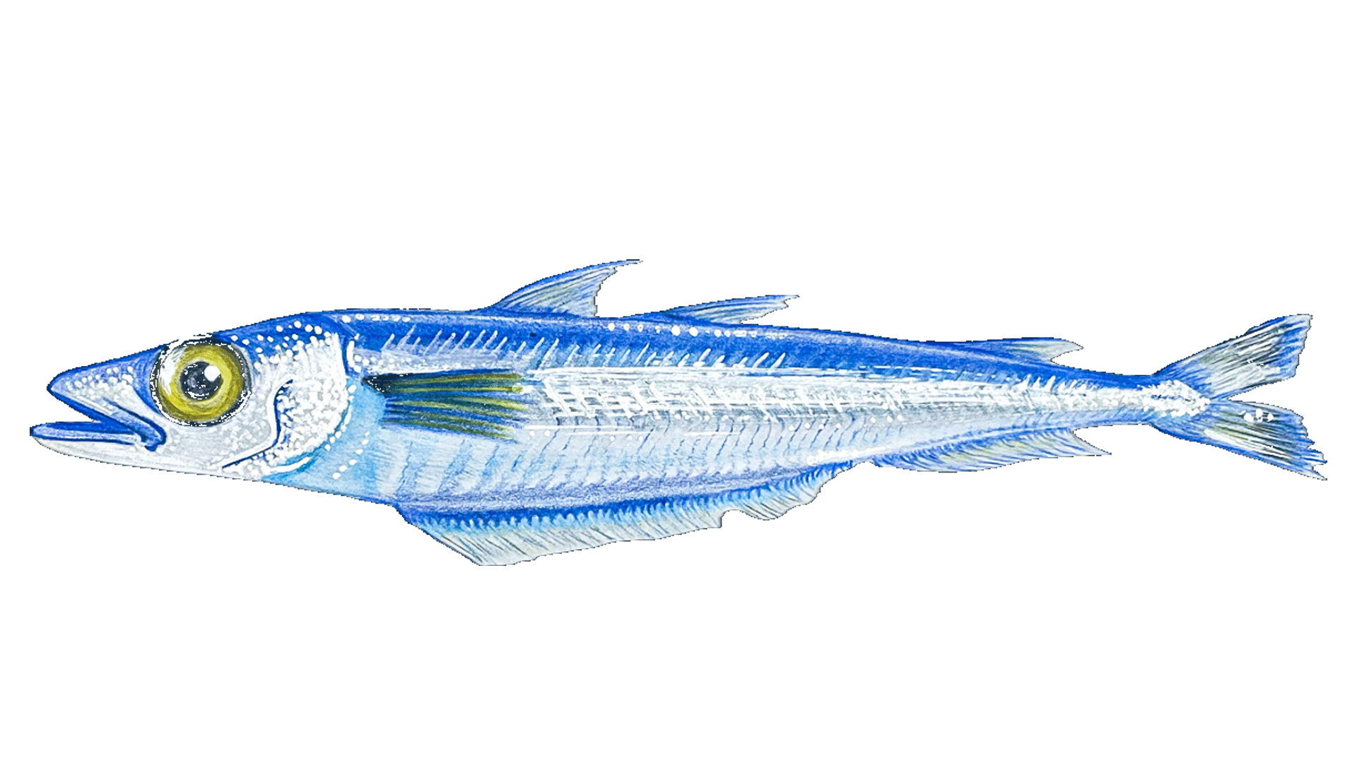  Blue whiting. Illustration by Clarissa Mazzoni. 