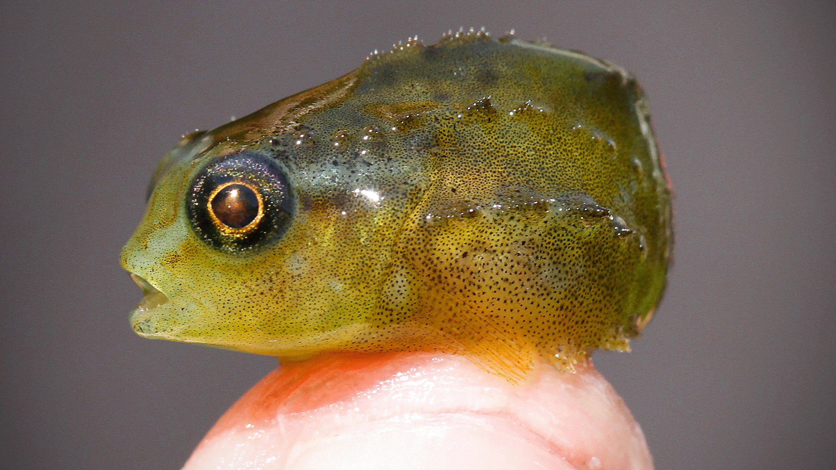 Lump sucker baby. Photo: © Henrik Carl, Danish Museum of Natural History