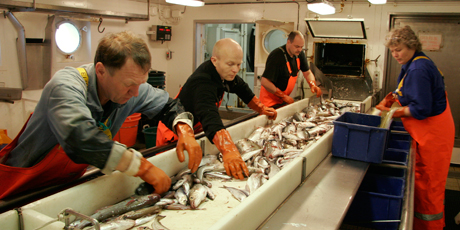 The wet fish laboratory on-board the research vessel Dana. Photo: Line Reeh