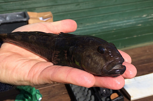 Round goby. Photo: Mads Christoffersen