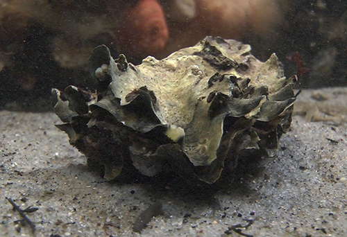 Pacific Oyster. Photo: Danish Shellfish Centre, DTU Aqua