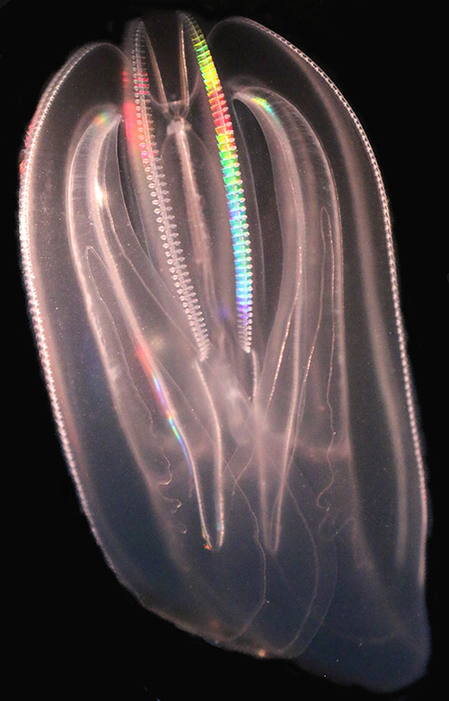 Sea walnut (Mnemiopsis leidyi). Photo Cornelia Jaspers