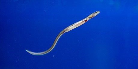 Glass eel (elver). Photo: Tao Lytzen