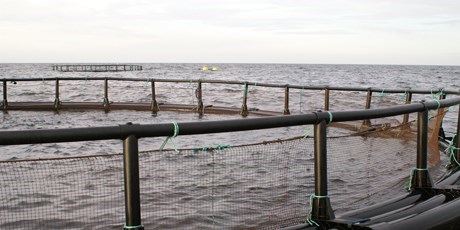 Offshore aquaculture. Photo: Helge A. Thomsen.