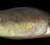 Satelitsendere på ål har afsløret en helt unik vandringsadfærd