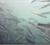 Capelin spawning in Marrait Isfjord, Greenland. Photo: Peter Fink-Jensen