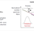 Illustration of copepod individual level and community level