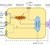 Figure 1. Schematic representation of the cellular processes. From Chakraborty et al. 2021.