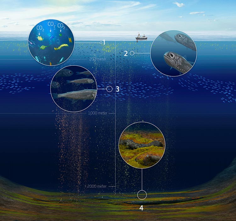 Illustration: Claus Lunau Kilde: WHOI, rapporten Ocean Twilight Zones Role in Climate Change 