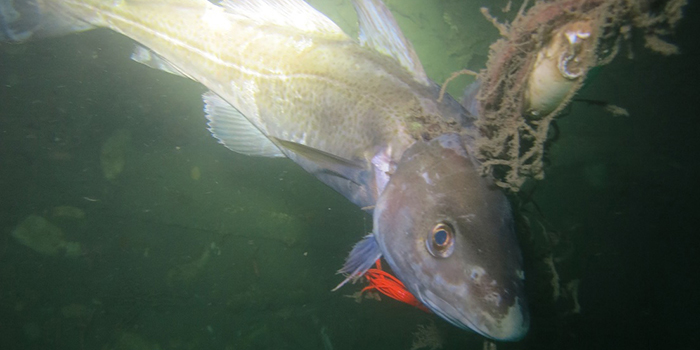 Cod caught in ghostnet. Photo: Emil Vesterager