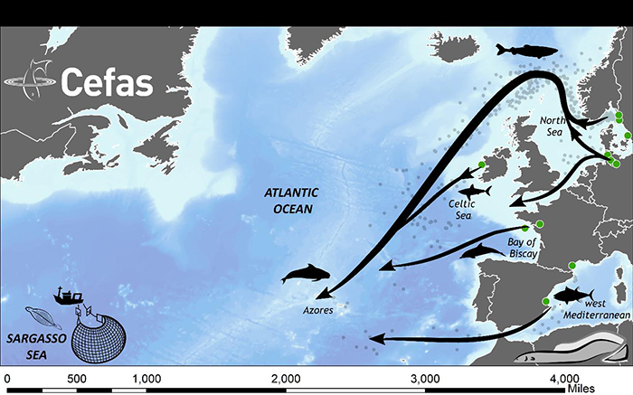 Migration paths of European eels to the Sargasso Sea (arrows). Release locations are shown as green circles. Predators are shown in silhouette. The locations of trawl surveys for larval eels that have demonstrated the location of spawning are shown by the fishing vessel.